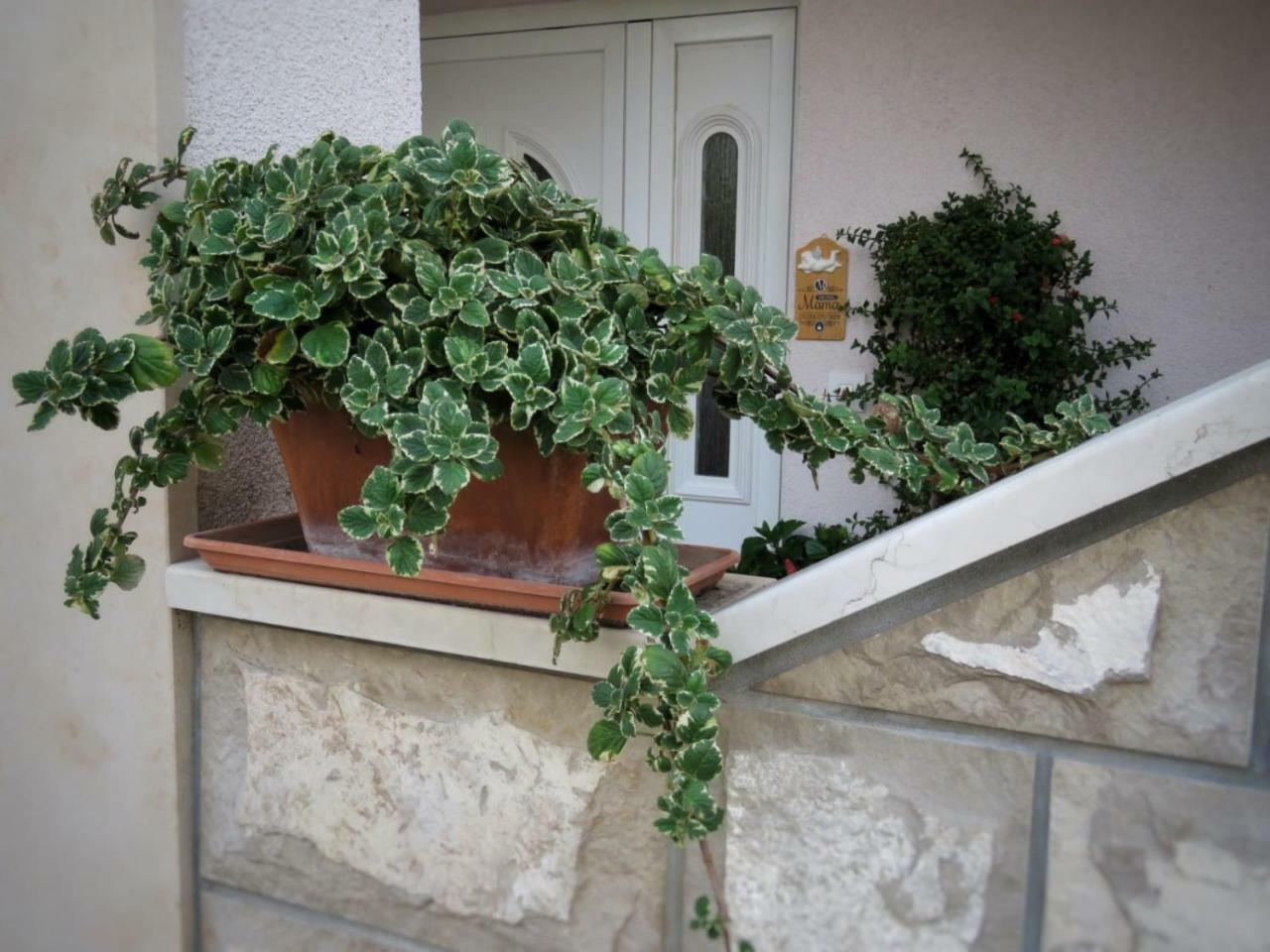 Vila Mozara Slano Extérieur photo